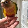 Green cheek babies birds