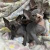 Sphynx kittens available 
