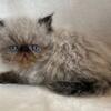 Seal point Himalayan male Persian kitten 