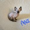 5 Sphynx kittens - males and female