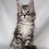 TICA Registered Maine Coons