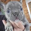 French bulldog