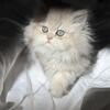 Persians kittens available