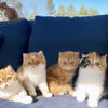 Exotic Shorthair Kittens