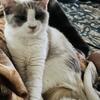 Female Ragdoll kitten 