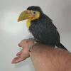 Keel-billed Toucan Baby Hand Raised