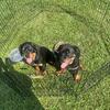 Akc German Rottweilers 