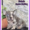 Michelle Female AKC French Bulldog