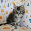 Maine Coon / Siamese kittens