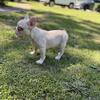 Platinum French Bulldog  one female left  