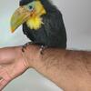 Keel-billed Toucan Baby Hand Raised