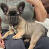🐾 Adorable AKC French Bulldog Puppies – Ready Now! 🏡🐶