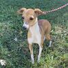 *Willow* Italian Greyhound fawn female