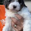 Mini Bernedoodle Puppy - Male