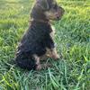 Welsh terrier puppies 