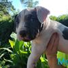 American Bully Buddies- Ready for your family!