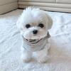Show Quality And Healthy Male Maltese Puppy For Sell