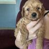 Please adopt my Mini golden doodle puppies