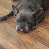 Frenche bulldog
