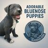 Blue Nose Puppies — Legacy Breeding by Behavioral Specialist In Southern California