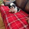 CKC SHIH TZU PUPPIES PUREBRED. Ready for their forever homes.