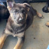 AKC registered German Shepherd puppies