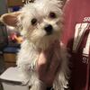 I have one sweet male yorkie left 