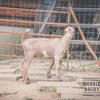 "Cherry Cola" ADGA Experimental Lamancha Dairy Goat Doe