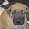 Pure bred Boerboel 7 weeks