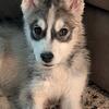 Three husky pups