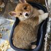 Welsh Pembroke Corgis for sale.