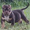 American bully puppy