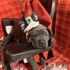 Cane Corso puppy female