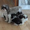 SHIH TZUS AKC REGISTERED FOR SALE 
