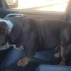 Micro american bully male for stud heavy devilspit